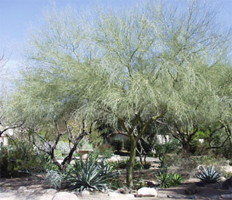 Blue Palo Verde