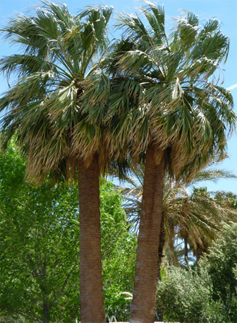 Second California Fan Palm