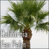 California Fan Palm