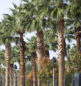 California Mexican Cross