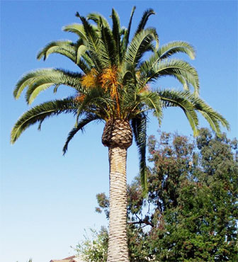 Canary Island Date Palm