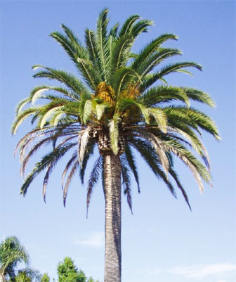 Canary Island Date Palm