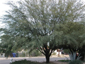 Chilean Mesquite