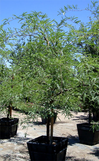 Chilean Mesquite