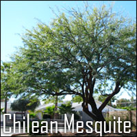 Chilean Mesquite