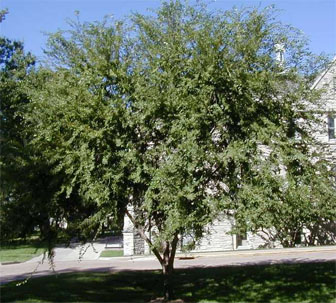  Chinese Elm