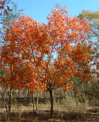 Second  Chinese Pistache