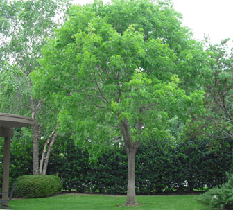 Third  Chinese Pistache