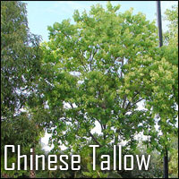 Chinese Tallow