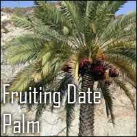 Fruiting Date Palm