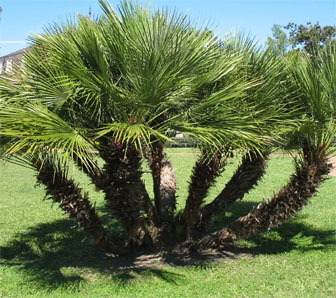 Mediterranean Fan Palm