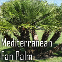 Mediterranean Fan Palm