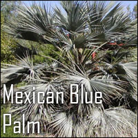 Mexican Blue Palm