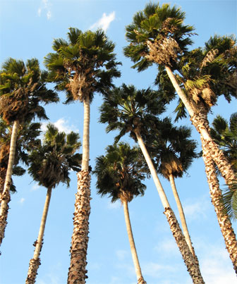 Mexican Fan Palm