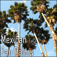 Mexican Fan Palm