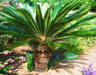 Sago Palm