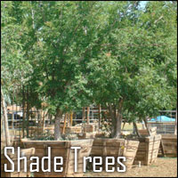 Shade Trees