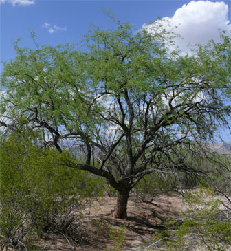 Velvet Mesquite