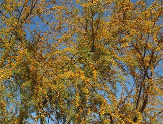 Velvet Mesquite